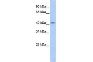 Image no. 1 for anti-Spermatogenesis and Oogenesis Specific Basic Helix-Loop-Helix 1 (SOHLH1) (AA 179-228) antibody (ABIN6742670)