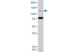 Image no. 1 for anti-Mastermind-Like 3 (MAML3) (AA 1024-1131) antibody (ABIN565876)