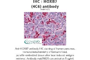 Image no. 1 for anti-Homeobox B7 (HOXB7) (AA 55-121) antibody (ABIN1723482)