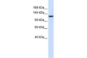 Image no. 1 for anti-Inhibin Binding Protein (INHBP) (N-Term) antibody (ABIN2777083)