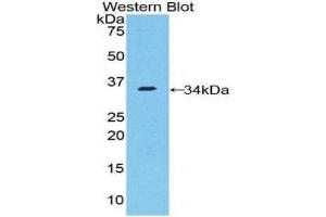 Image no. 1 for anti-Nucleoporin 205kDa (NUP205) (AA 1735-2000) antibody (ABIN1860081)