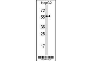 Image no. 1 for anti-Protein Disulfide Isomerase Family A, Member 2 (PDIA2) (AA 210-239) antibody (ABIN657924)