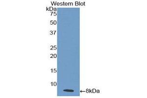 Image no. 1 for anti-Interleukin 18 Receptor 1 (IL18R1) (AA 375-428) antibody (ABIN1859374)