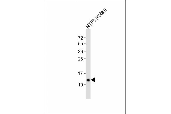 Neurotrophin 3 anticorps  (C-Term)