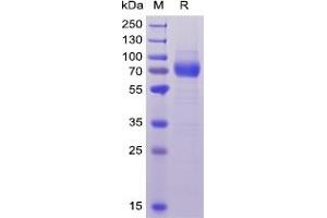 Image no. 1 for CD33 (CD33) protein (Fc Tag,His tag) (ABIN6961110)
