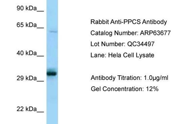 PPCS Antikörper  (C-Term)