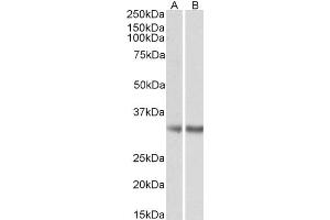 Image no. 2 for anti-Monoglyceride Lipase (MGLL) (Internal Region) antibody (ABIN334436)
