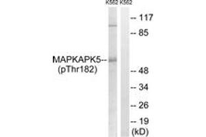Image no. 1 for anti-Mitogen-Activated Protein Kinase-Activated Protein Kinase 5 (MAPKAPK5) (AA 148-197), (pThr182) antibody (ABIN1532150)