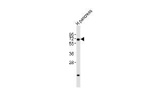 Anti-RBPJ Antibody (N-term)at 1:2000 dilution + human pancreas lysates Lysates/proteins at 20 μg per lane.