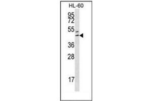 Image no. 2 for anti-Homeobox B3 (HOXB3) (AA 118-148), (Middle Region) antibody (ABIN952777)