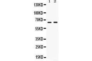 Image no. 1 for anti-Poliovirus Receptor-Related 4 (PVRL4) (AA 53-94), (N-Term) antibody (ABIN4886678)