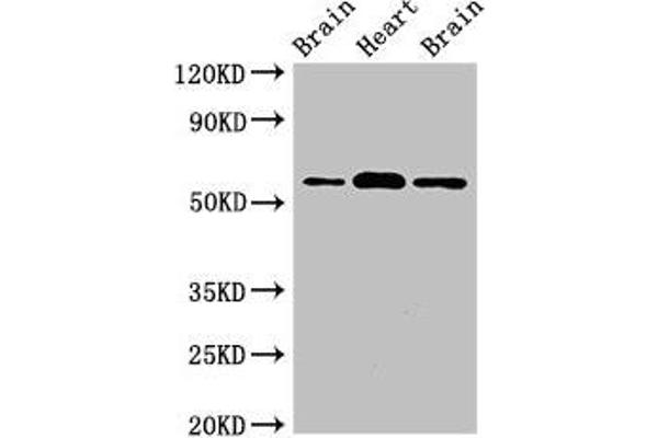 ATG14 anticorps  (AA 1-492)