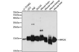 RPS26 antibody  (AA 1-100)