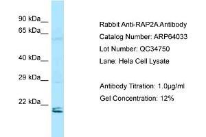 anti-RAP2A, Member of RAS Oncogene Family (RAP2A) (N-Term) antibody