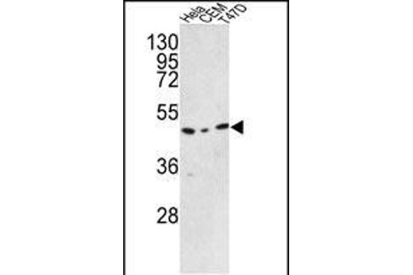 C9orf156 antibody  (C-Term)