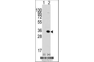 Image no. 2 for anti-Methyl-CpG Binding Domain Protein 3 (MBD3) (AA 264-291), (C-Term) antibody (ABIN387891)