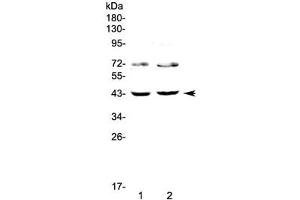 Image no. 1 for anti-Tetraspanin 12 (TSPAN12) antibody (ABIN5708348)
