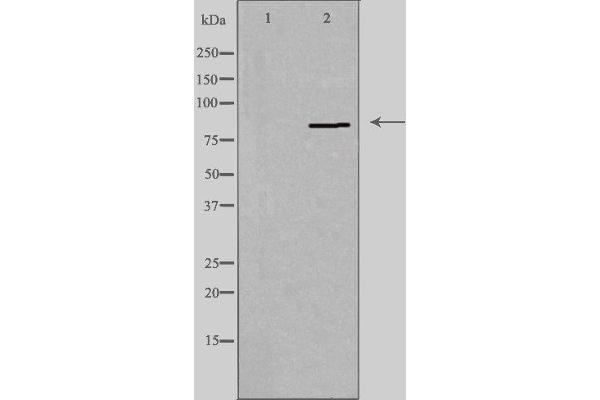PNPLA8 antibody  (C-Term)