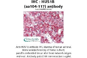 Image no. 1 for anti-HUS1 Checkpoint Homolog B (HUS1B) (AA 104-117) antibody (ABIN1735640)