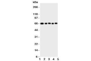 Image no. 1 for anti-Methyl-CpG Binding Domain Protein 4 (MBD4) (C-Term) antibody (ABIN3031772)
