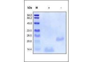 The purity of rhBMP2 was determined by SDS-PAGE of reduced (R) and non-reduced (NR) rhBMP2 and staining overnight with Coomassie Blue.