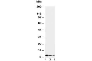 Western blot testing of CXCL4 antibody and Lane 1:  recombinant human protein 10ng