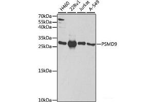 PSMD9 Antikörper