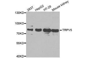 Image no. 1 for anti-Transient Receptor Potential Cation Channel, Subfamily V, Member 5 (TRPV5) antibody (ABIN2560586)
