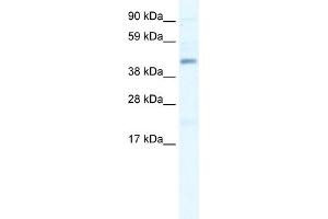 Image no. 2 for anti-SWI/SNF Related, Matrix Associated, Actin Dependent Regulator of Chromatin, Subfamily B, Member 1 (SMARCB1) (N-Term) antibody (ABIN2778301)