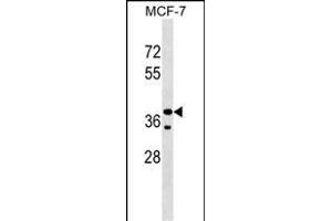 CCBE1 Antibody (Center) (ABIN1537916 and ABIN2848896) western blot analysis in MCF-7 cell line lysates (35 μg/lane).