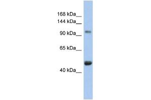 Image no. 1 for anti-Retinoblastoma-Like 1 (p107) (RBL1) (N-Term) antibody (ABIN2792553)