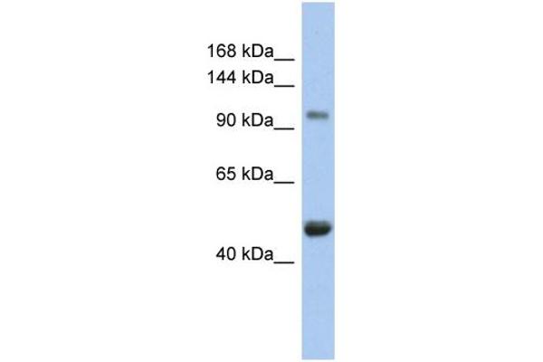 p107 antibody  (N-Term)