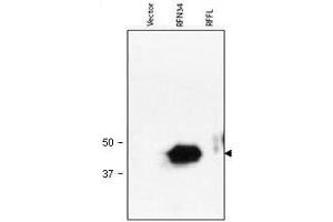 Western blot using  Protein A Purified anti-RNF34 antibody shows detection of human RNF34 (arrowhead) in lysate.