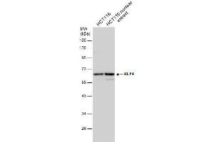 Image no. 6 for anti-Kruppel-Like Factor 4 (Gut) (KLF4) (C-Term) antibody (ABIN2855075)