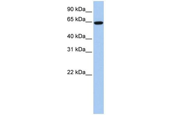 anti-EPS8-Like 1 (EPS8L1) (Middle Region) antibody