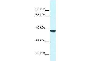 Image no. 1 for anti-WD Repeat Domain 45B (WDR45B) (N-Term) antibody (ABIN2775892)