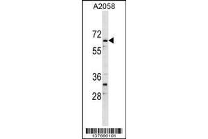 Image no. 1 for anti-AT Rich Interactive Domain 5A (MRF1-Like) (ARID5A) (AA 382-411) antibody (ABIN1538378)