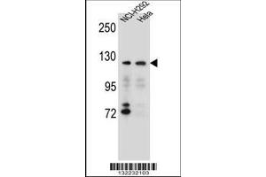 Image no. 1 for anti-Sorting Nexin 13 (SNX13) (AA 780-807), (C-Term) antibody (ABIN656178)