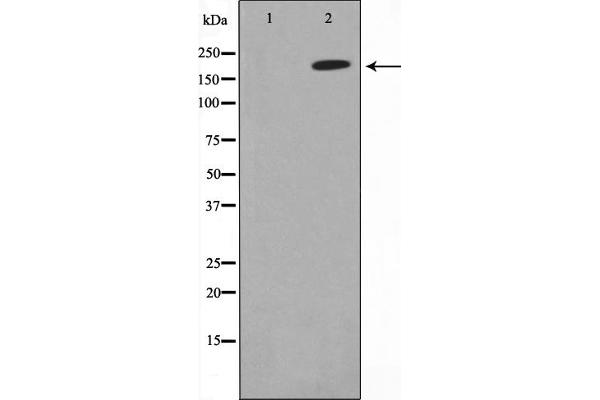 COL4A1 antibody