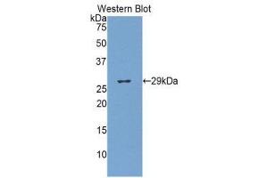 Image no. 1 for anti-Glucuronidase, beta (GUSB) (AA 440-648) antibody (ABIN1859102)