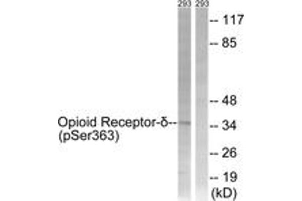 anti-Opioid Receptor, delta 1 (OPRD1) (AA 323-372), (pSer363) antibody