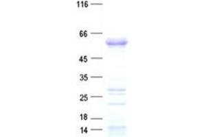 Image no. 1 for PHD Finger Protein 10 (PHF10) protein (His tag) (ABIN2728813)
