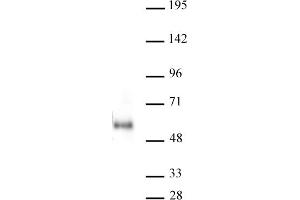 Image no. 1 for anti-MYC-Associated Zinc Finger Protein (Purine-Binding Transcription Factor) (MAZ) antibody (ABIN6972313)