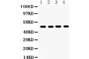 anti-TNF Receptor Superfamily, Member 6 (FAS) (AA 87-109), (N-Term) antibody