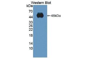 Image no. 2 for anti-Integrin alpha 2 (ITGA2) (AA 212-370) antibody (ABIN5013748)