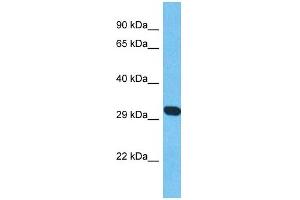 Image no. 1 for anti-Adenylate Kinase 8 (AK8) (C-Term) antibody (ABIN2785203)