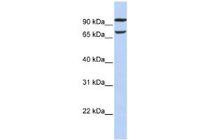Image no. 1 for anti-Family with Sequence Similarity 38, Member B (FAM38B) (Middle Region) antibody (ABIN635249)