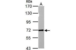 Image no. 3 for anti-Nucleoporin 62kDa (NUP62) (Center) antibody (ABIN2856548)