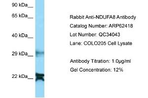 Image no. 2 for anti-NADH Dehydrogenase (Ubiquinone) 1 alpha Subcomplex, 8, 19kDa (NDUFA8) (N-Term) antibody (ABIN2789137)