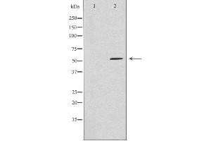 Image no. 2 for anti-rho Guanine Nucleotide Exchange Factor (GEF) 3 (ARHGEF3) (C-Term) antibody (ABIN6258558)
